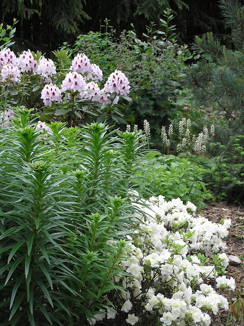 białą azalia japońska i rododendron Calsap