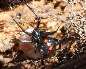 The Spider Guide: Widow Spiders (Latrodectus)