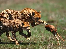 cheetah pic