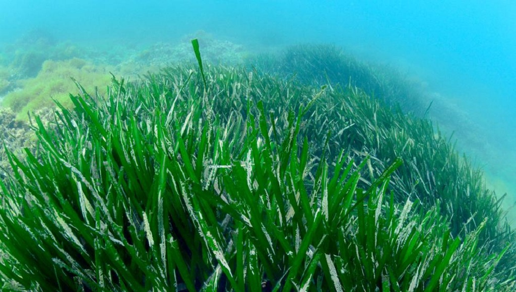 Ekosistem Padang Lamun Seagrass Fungsi dan  Manfaatnya 
