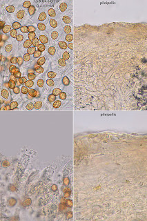 Cortinarius infractus.