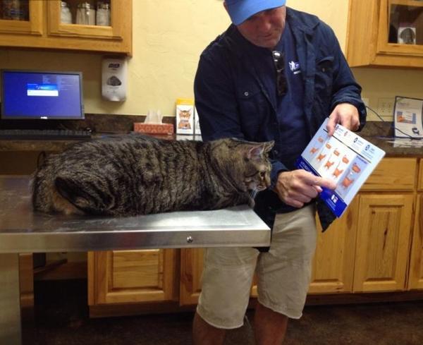 Смешной толстый кот и книжка