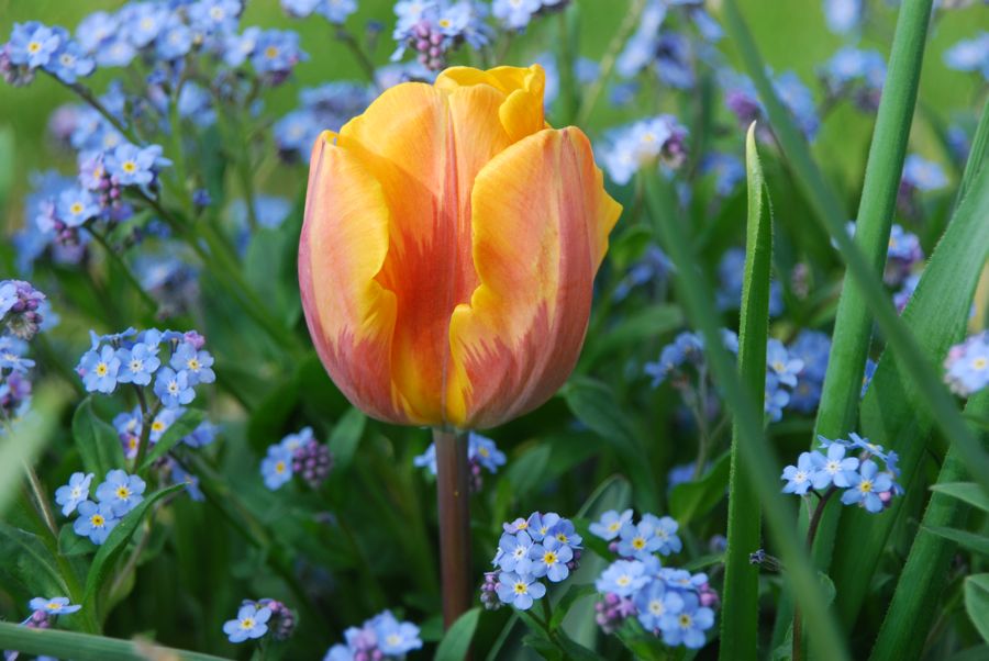 Orange and purple-flamed Tulipa 'Princess Irene' and blue forget-me-nots (Myosotis) in our Front Walk last spring.