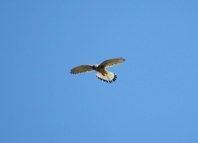 Lesser Kestrel - Anarita Park, Cyprus