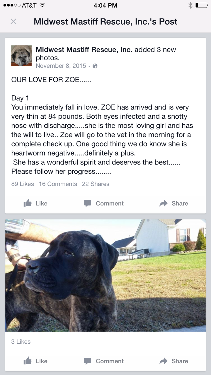 Giving My Dog Away Was The Worst Decision Of My Life