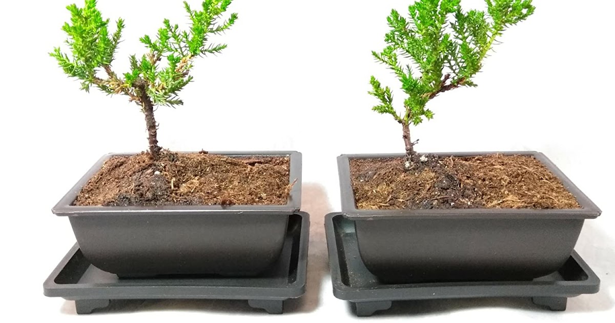 Juniper Bonsai Tree Care Juniper Bonsai Age