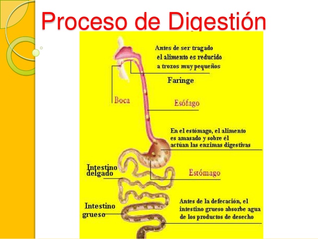 digestión