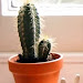 40+ Perfect Cactus Garden Design Ideas For Your Garden