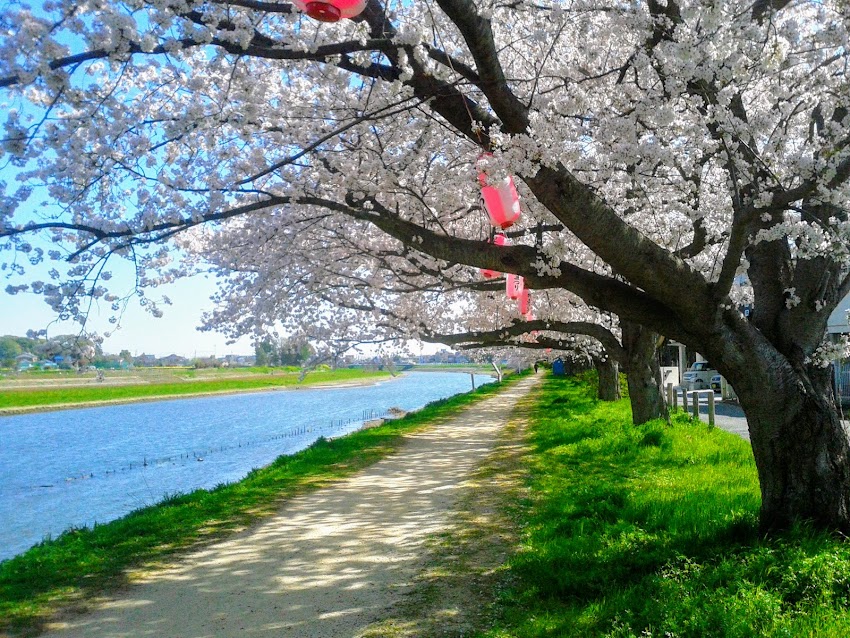 Cherry Blossom Avenue / 桜並木道'18