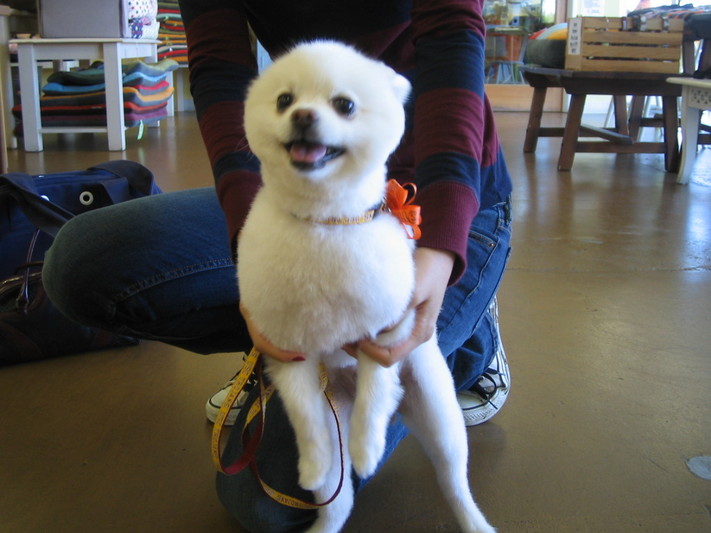 Venicepets TODAY S CUSTOMER JONNY POMERANIAN 