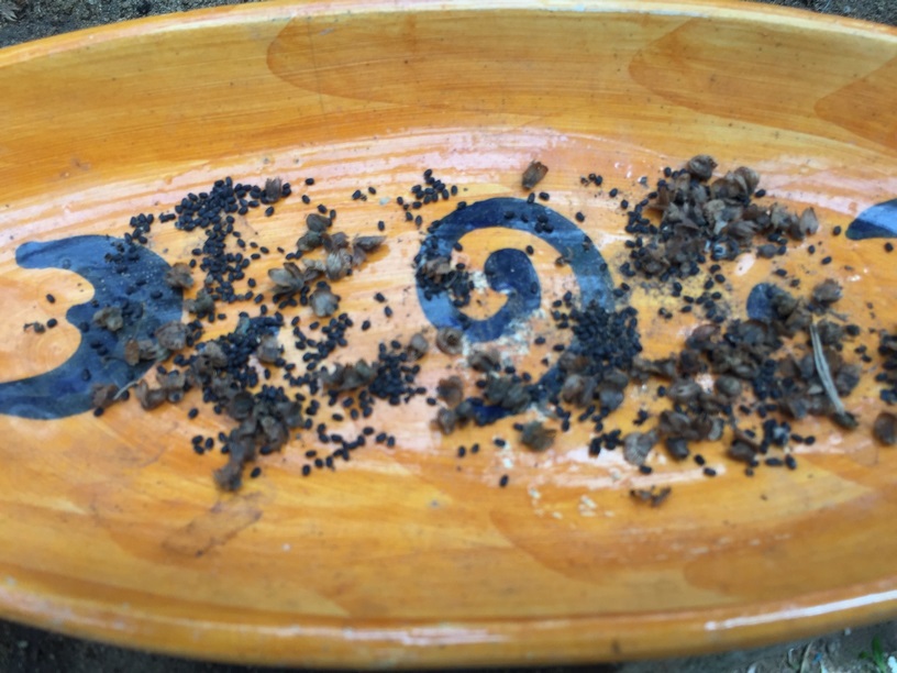 How to Collect Basil Seeds