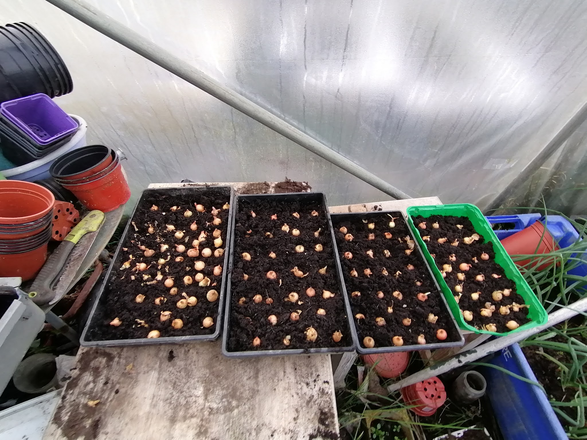 NORTHSIDER Starting The Onion Sets Off In Compost Filled Trays In