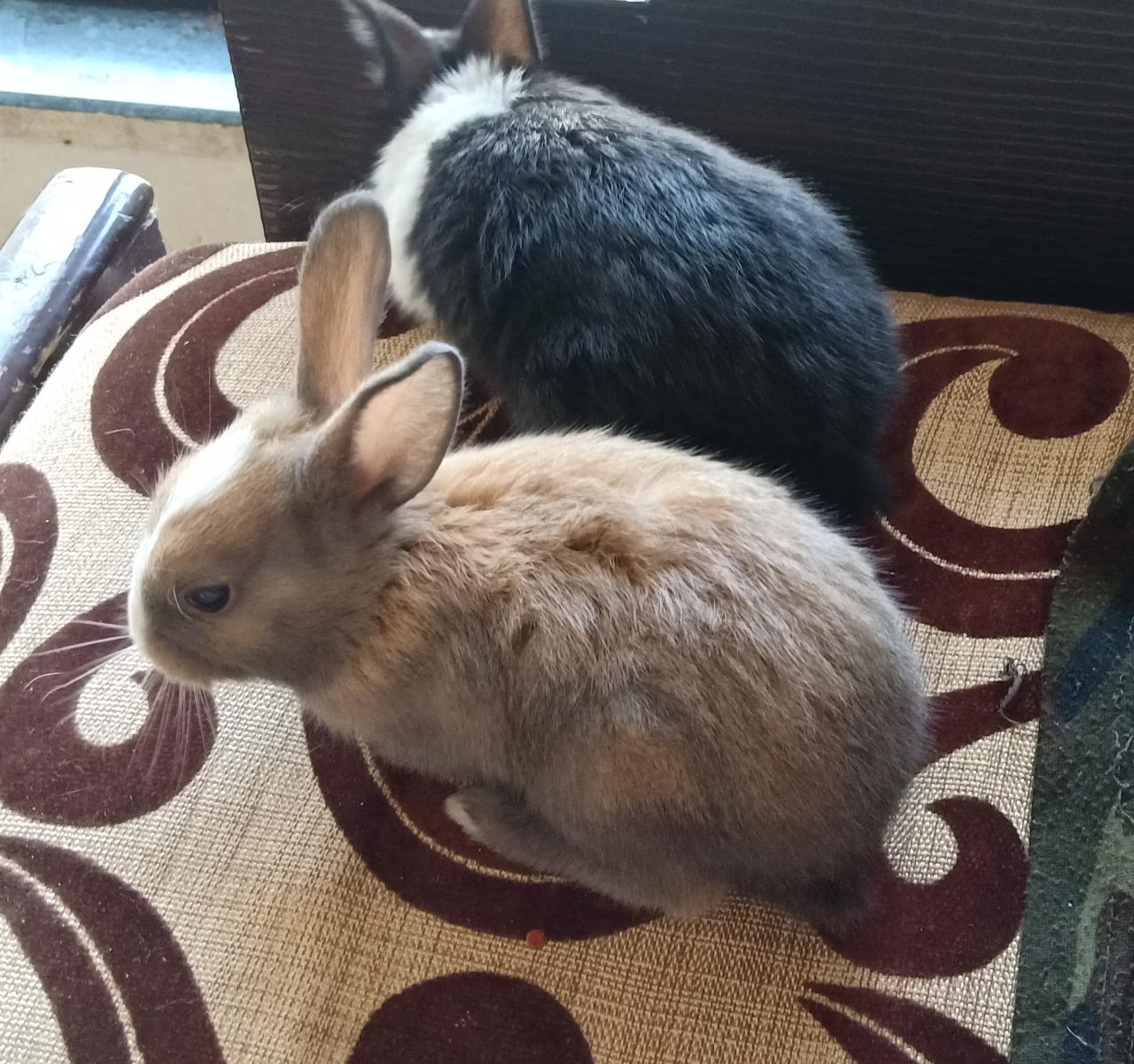 Cute Bunnies For Adoption Adopt a Pet, Missing Pet, Donate, Pet