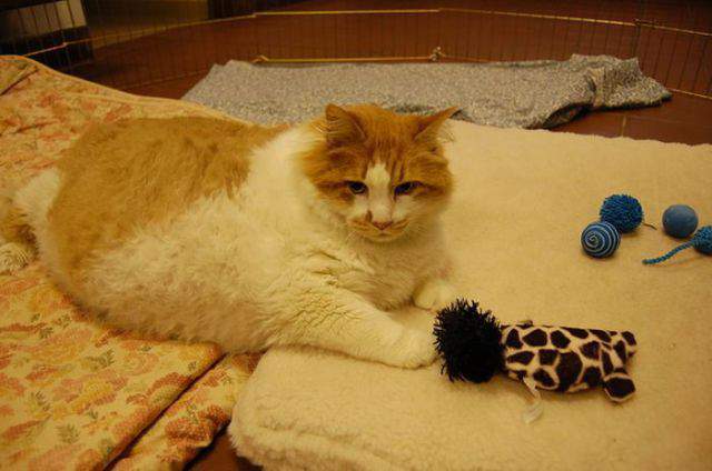 Mengapa Hewan Peliharaan Kita Menjadi Gemuk Diskusi Kesehatan