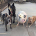 Cerdo fue criado con 5 perros rescatados y ahora cree ser uno de ellos