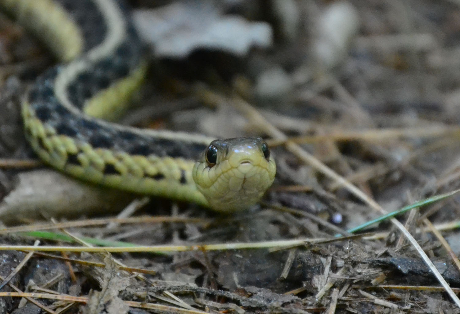 Woods Walks and Wildlife: A Garter Snake and Other Summer Creatures