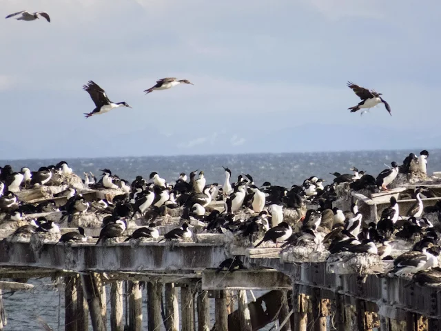 Punta Arenas Points of Interest: dilapidated boardwalks covered in birds on the Strait of Magellan