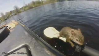 Kayaker rescues red squirrel under attack from spawning bass in river