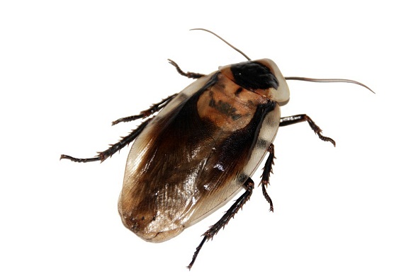 cockroach-صرصار