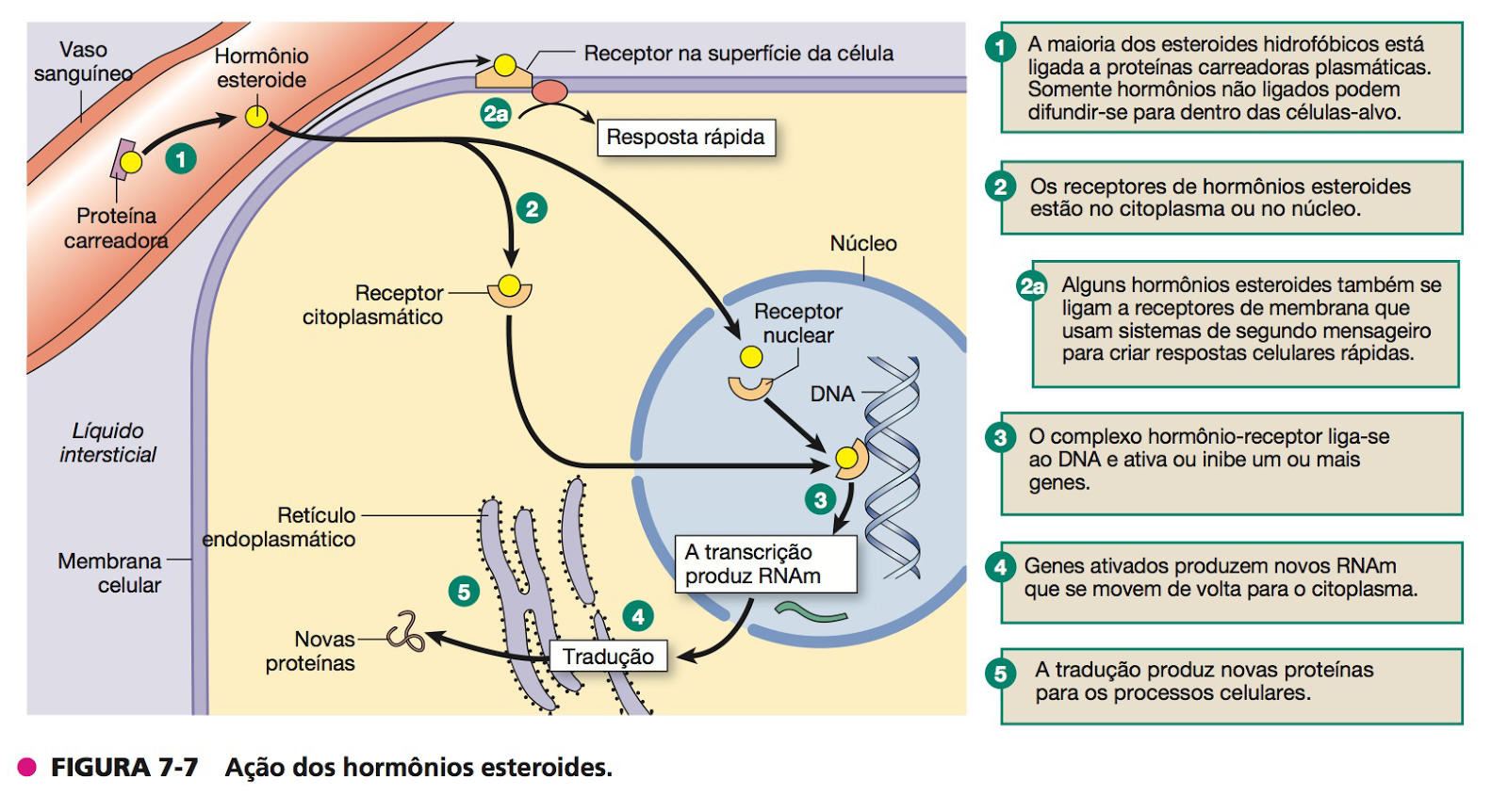 Ação dos hormônios esteroides Ação dos hormônios esteroides