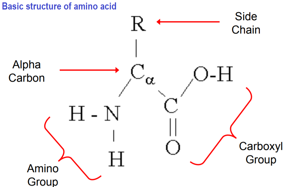 FOOD SCIENCE Structure of protein