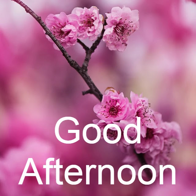 Good Afternoon HD Image Good Afternoon HD Image