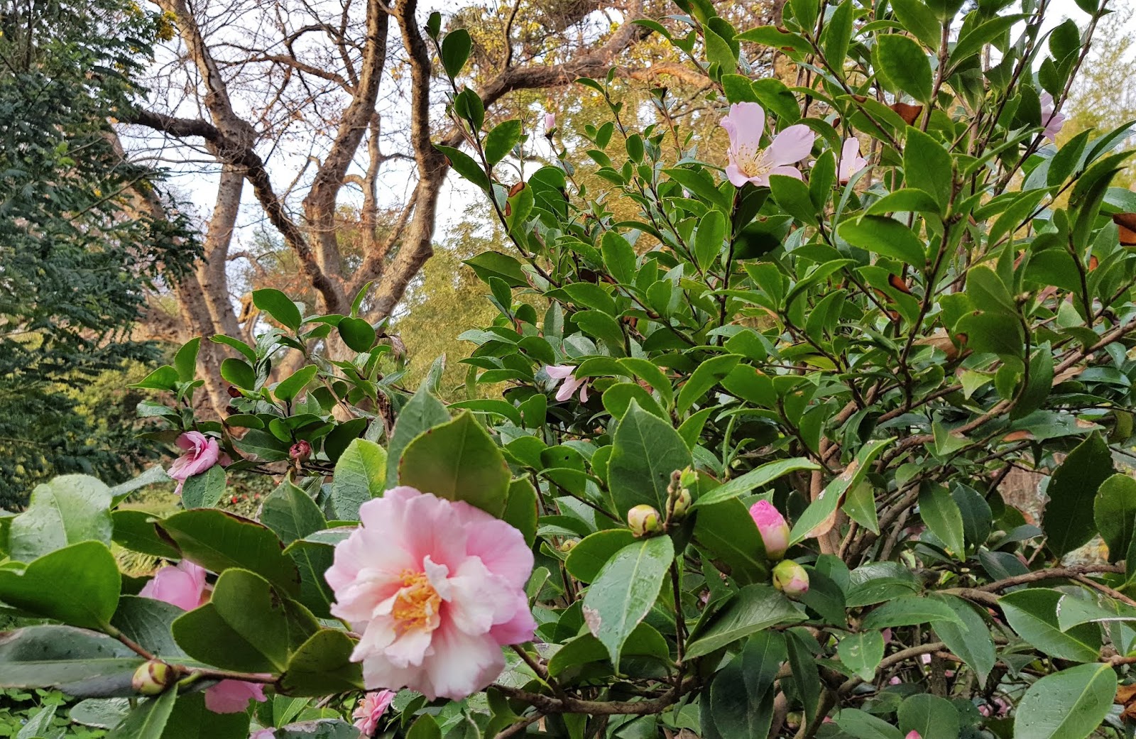 From The Garden Of Zen Sazanka Camellia Sasanqua Flowers In