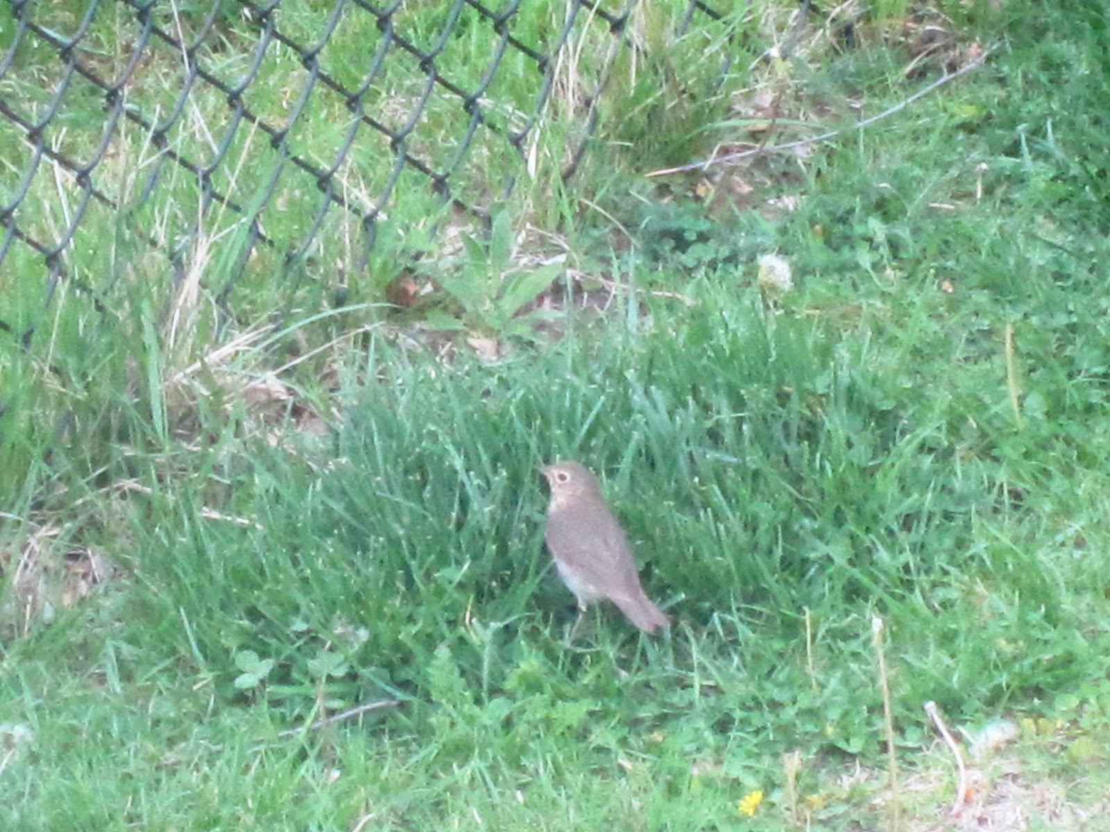 Sawyers Landing: Wood Thrush (or some type of Thrush and a Brown Thrasher