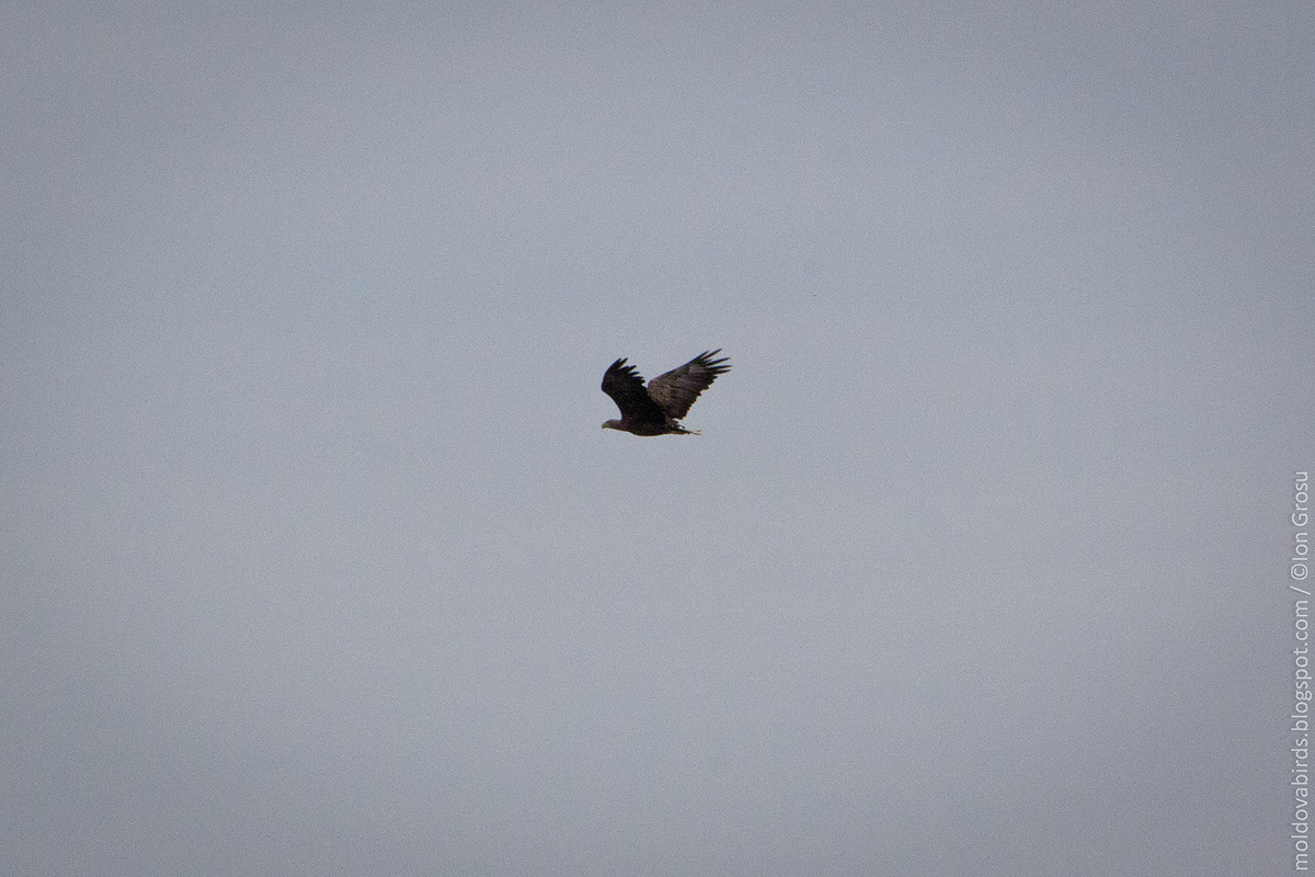 Păsări din Moldova: Expediția Sud-2012 (partea 7): Codalbul, chira de ...
