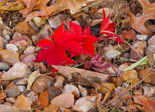 close up of red maple leaves