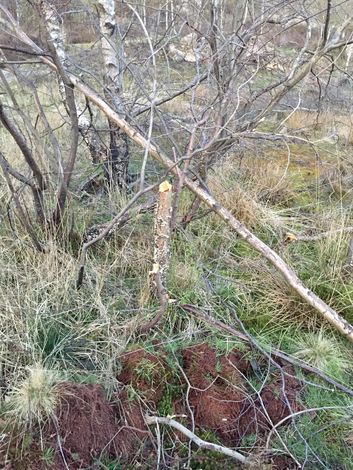 Mick Mclaren Egerton Quarry, growls & finds