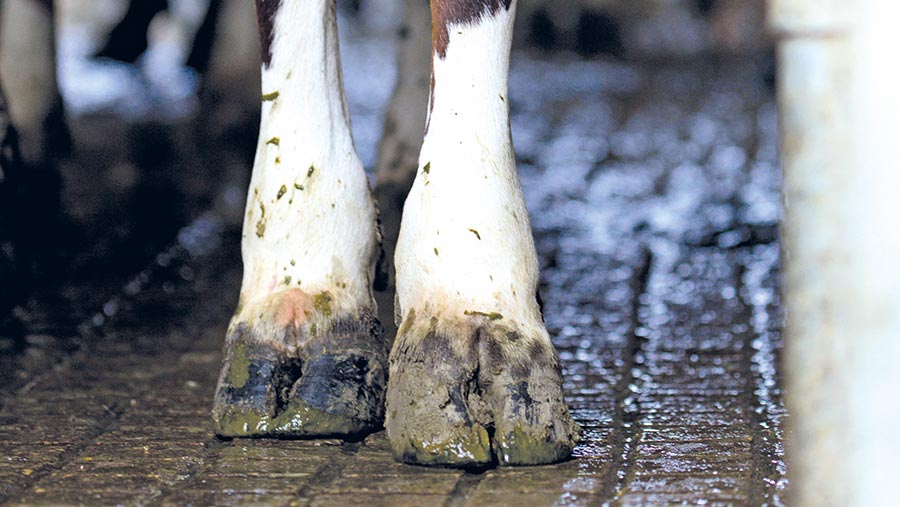 Stepbystep guide to identify and treat lame cows