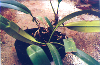 Hình dáng thân lan lọng tía (Bulbophyllum Ambrosia)