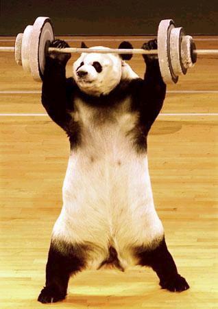 Panda-Power-training.jpg