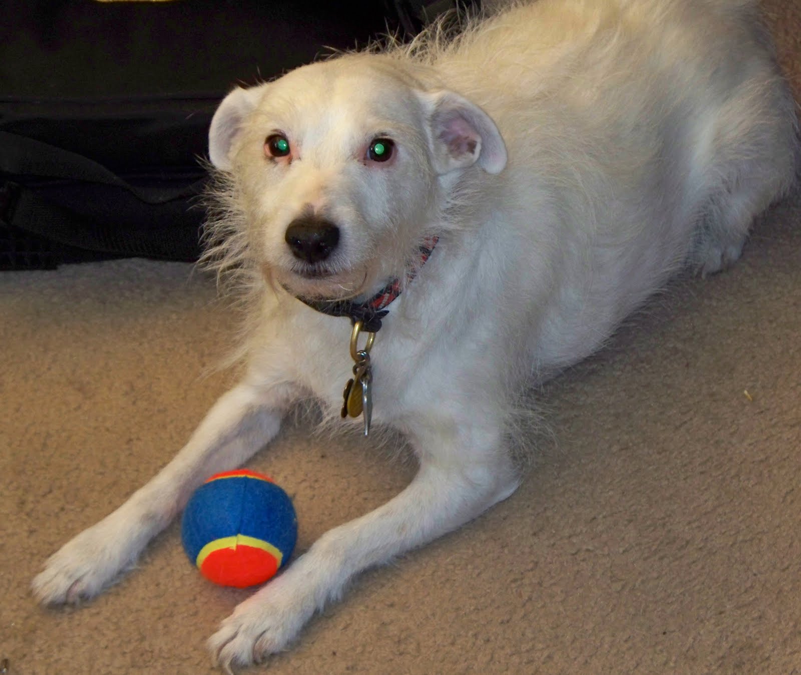 Pembroke Veterinary Clinic Mr. SmithersEmployee Pet of the Month