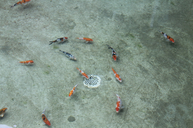 Kolam Ikan Yang Mendamaikan