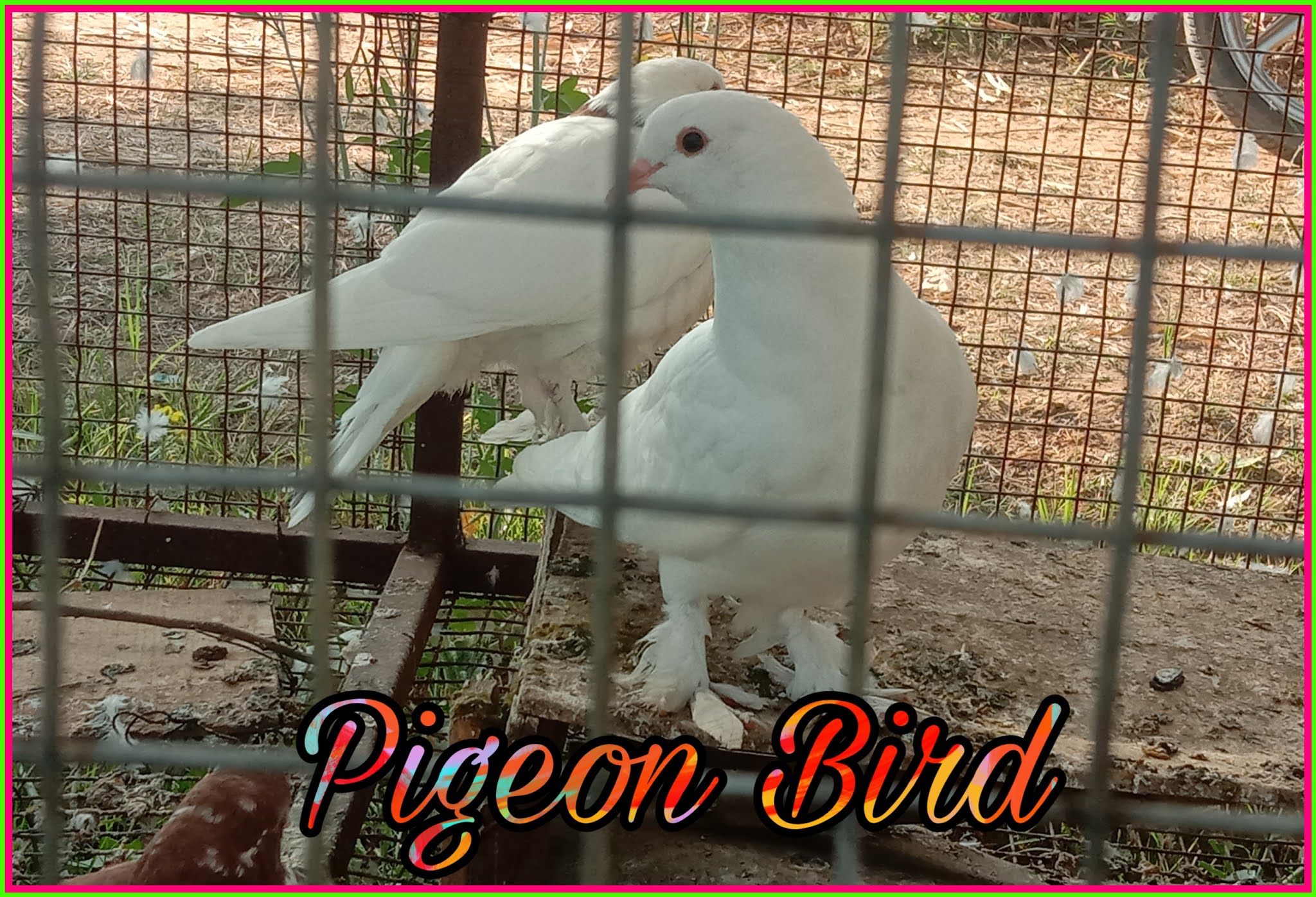 कबूतर के बारे में जानकारी Pigeon Bird In Hindi Hindi7facts
