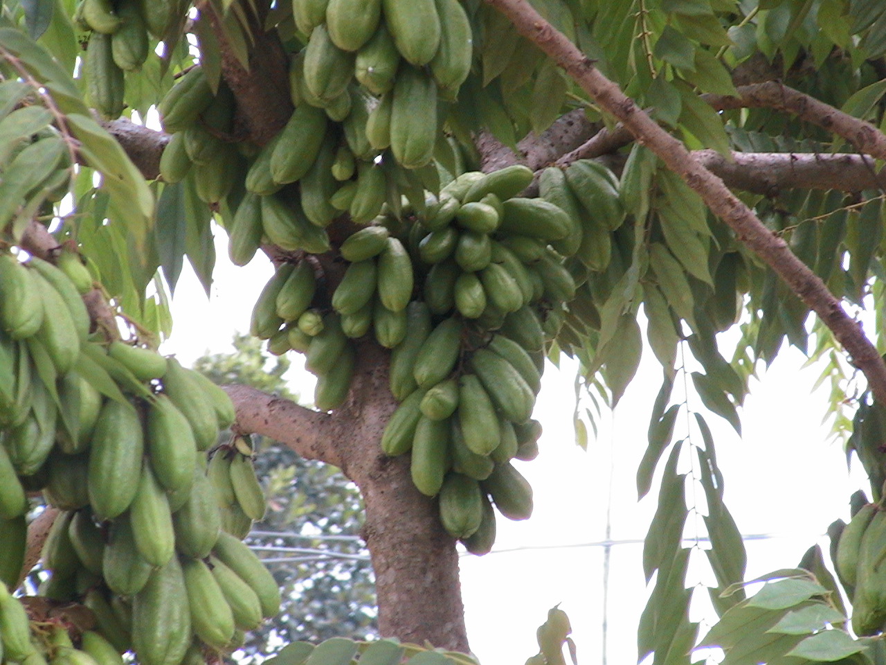 Swahili language and culture Food, Fruits and trees