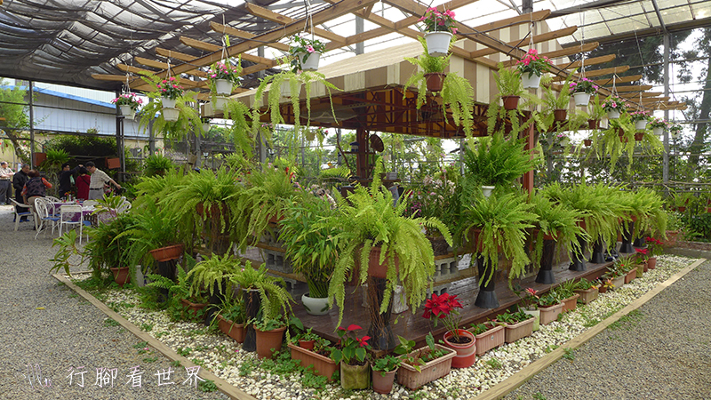 【遊。台中新社】春天的紫色浪漫~詠惠生技”紫藤”花季 【遊。台中新社】春天的紫色浪漫~詠惠生技”紫藤”花季