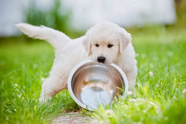 Dieta oczyszczająca psią wątrobę