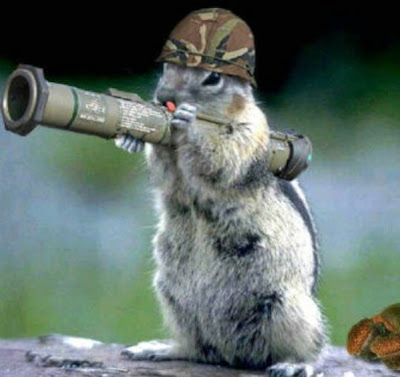 Funny+Squirrel.jpg