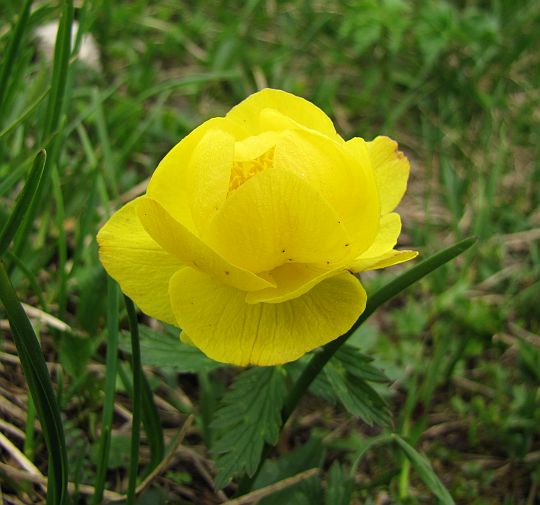 Pełnik alpejski (Trollius altissimus).