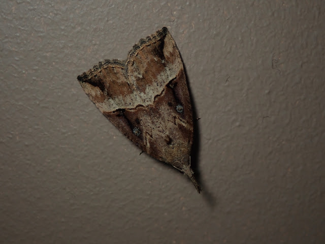 Hypena rostralis Hypena rostralis
