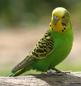 Beternak Burung Parkit