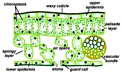 Biology Notes for Learners: Internal Structure of a Leaf