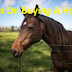 Tips On Buying A Horse