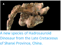 https://sciencythoughts.blogspot.com/2013/10/a-new-species-of-hadrosauroid-dinosaur.html