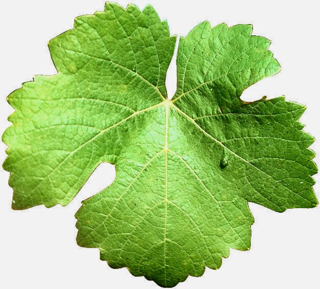 подвеска листик для бижутерии. зелëни лист листь. Leaf 6. Leaf 6. Psilopilum laevigatum.