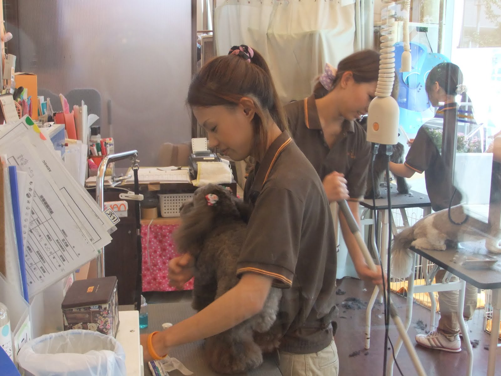 Gintonic's Japan Memo A Typical Japanese Pet Shop