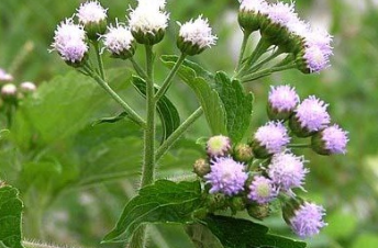 Bandotan sebagai obat herbal